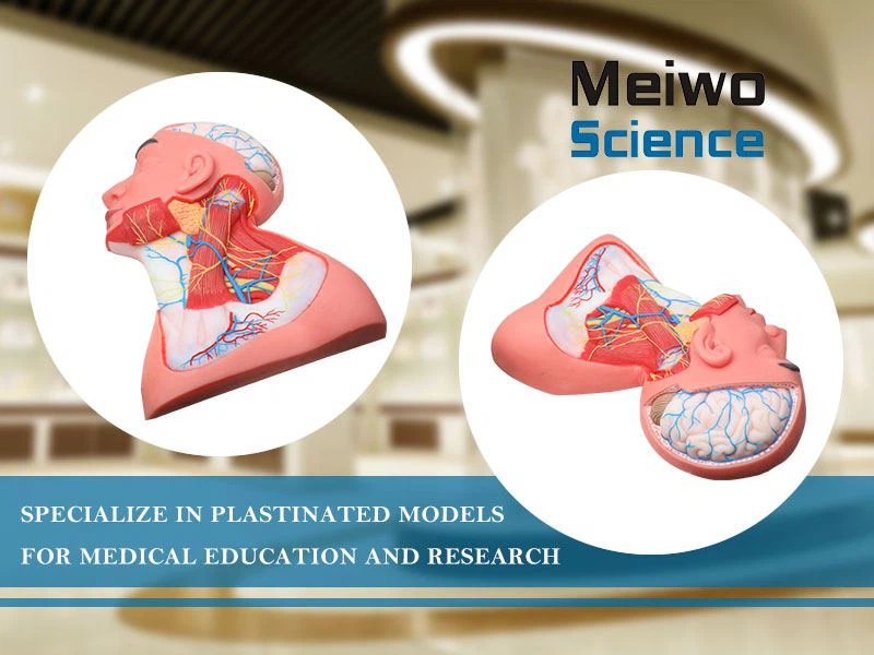 product-800-600 product-800-600