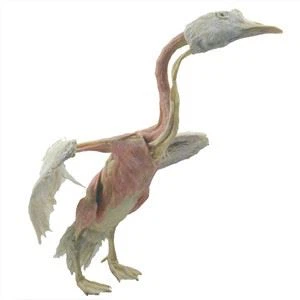 Espécime Anatômico Plastinado de Ganso