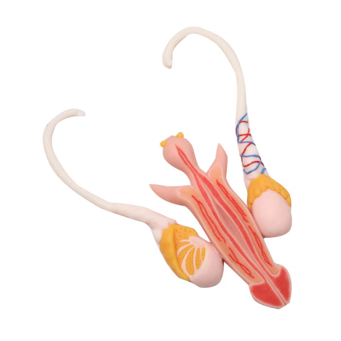 Modelo de anatomia de silicone macio para órgãos reprodutivos masculinos