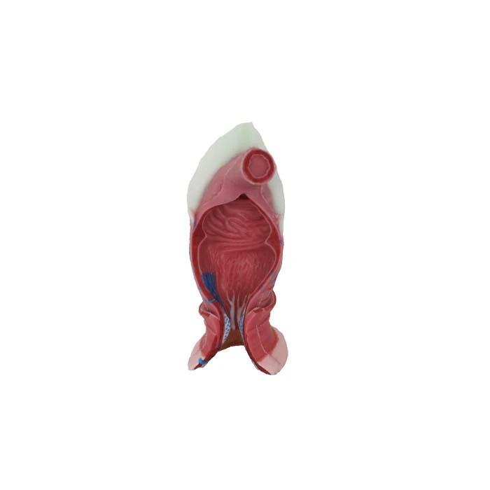 Modelo de anatomia de silicone macio para canal anal