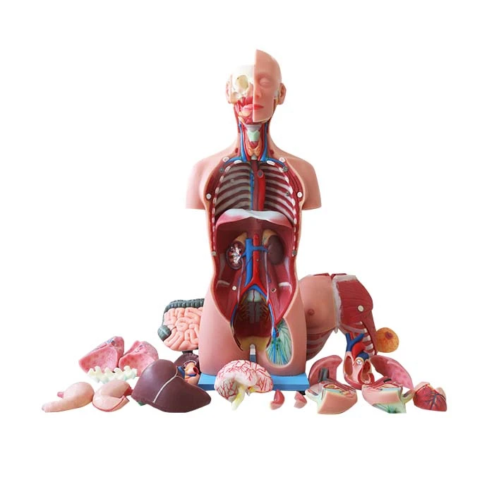 Human Anatomy Torso