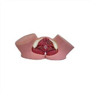 Modelo de anatomia de silicone macio períneo feminino