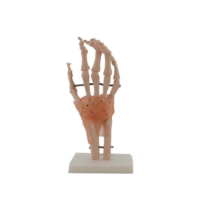 Anatomical Skeleton Hand
