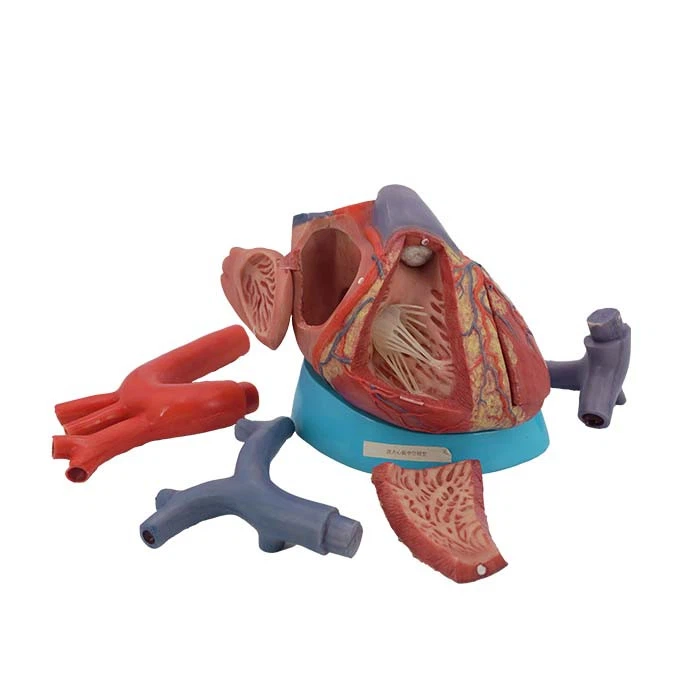 Heart Model With Labels