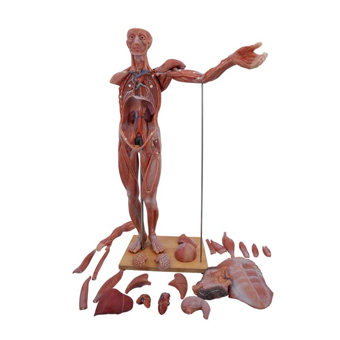 simulation anatomical model simulation anatomical model