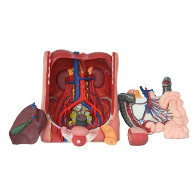 Modelo de anatomia e fisiologia