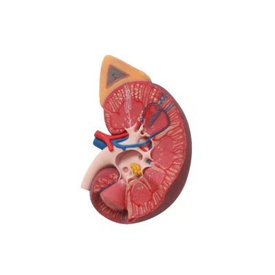 Modelo de anatomia renal