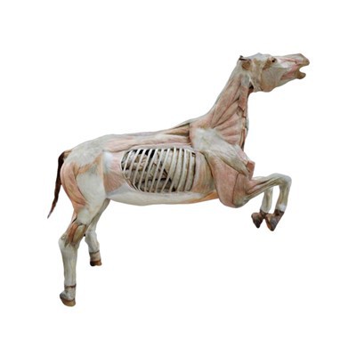 Plastinação Corporal de Cavalo