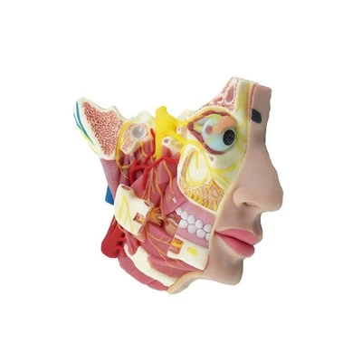 Modelo de nervo facial humano