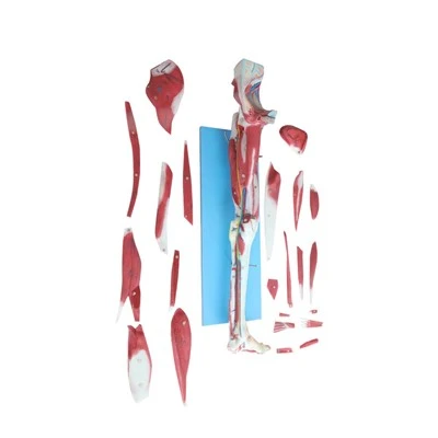 Modelo de anatomia de membro inferior humano