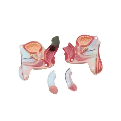 Modelo de anatomia de órgãos reprodutivos masculinos